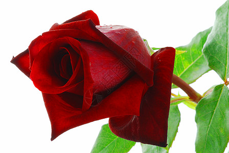 有叶子的红玫瑰园艺树叶花瓣植物香水浪漫植物群婚礼礼物图片