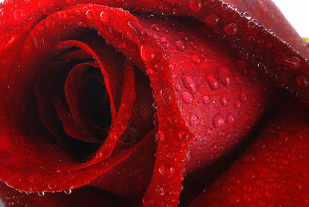 玫瑰露露红色宏观香水园艺花瓣植物群婚礼植物礼物图片