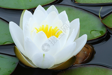 水百里花瓣宏观百合池塘植物群植物树叶异国太阳热带图片