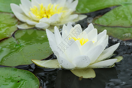 水百里异国情调池塘宏观百合花园冥想热带植物荒野图片