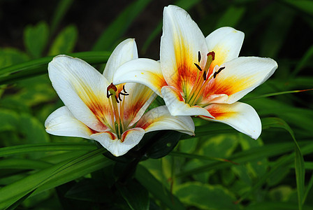 百合花花粉植物红色雌蕊花瓣黄色宏观植物学墙纸白色图片