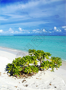 热带热带天堂蓝色旅游植被旅行海景天空海洋异国假期海浪图片