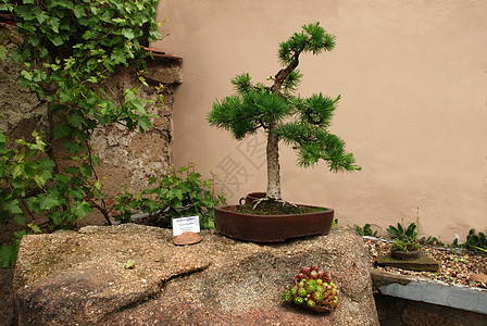 邦萨松树叶子红色植物绿色植物学市场花瓣美丽园艺图片