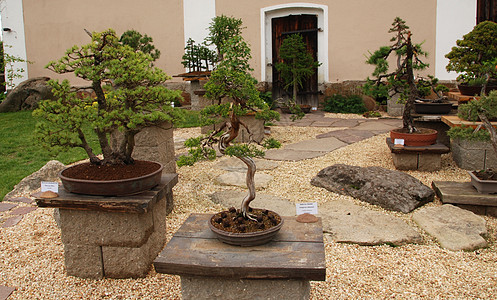 邦萨叶子美丽云杉红色公园植物学花瓣市场松树绿色图片