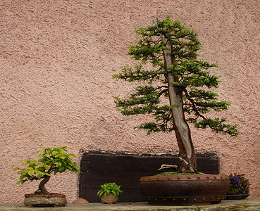 邦萨松树花瓣花园美丽绿色思考叶子红色植物学园艺图片