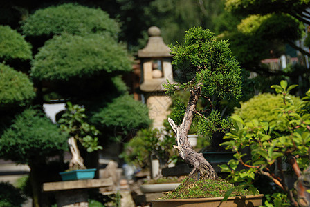 邦萨盆栽松树花园植物云杉园艺植物学市场花瓣绿色图片