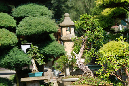 邦萨云杉植物学绿色植物花瓣市场叶子松树盆栽美丽图片