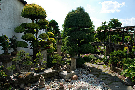 邦萨松树市场叶子园艺植物学植物花瓣花园公园盆栽图片