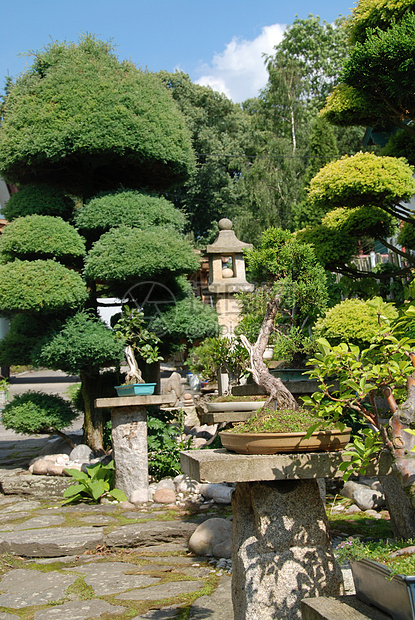 邦萨植物学公园市场植物盆栽花瓣花园叶子云杉绿色图片