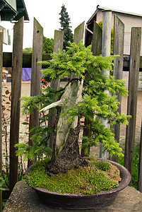 邦萨花园美丽绿色花瓣公园市场盆栽松树叶子植物图片