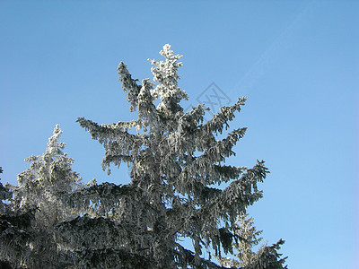 冻冻树云杉松树孤独森林树木雪片季节白色冻结季节性图片