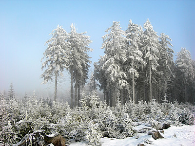 冻结森林云杉射线树桩松树滑雪草地季节性季节雪片雾凇图片