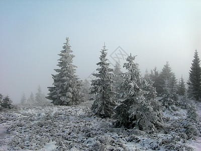 冬季风景森林场地草地季节性白色太阳季节雾凇雪片冻结图片