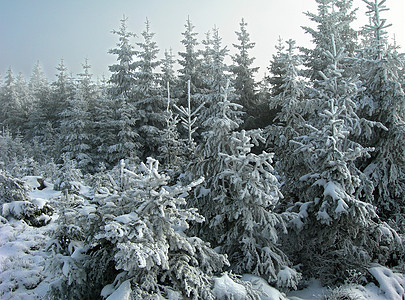 冬季风景雪片森林白色雾凇云杉松树树木季节太阳草地图片