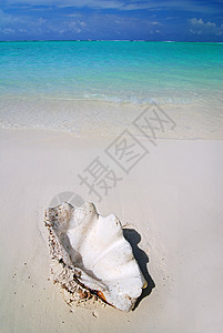 沙滩上的贝壳树木海洋海岸线天堂海浪天空假期珊瑚蓝色热带图片