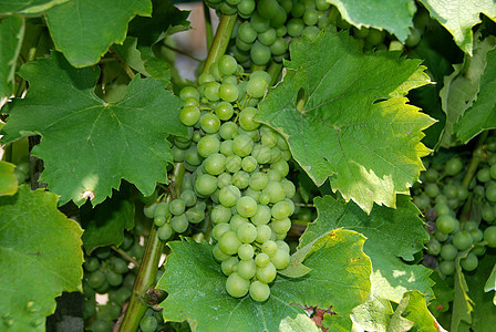 葡萄酒小吃收成风景白色营养纳帕国家食物水果农业图片
