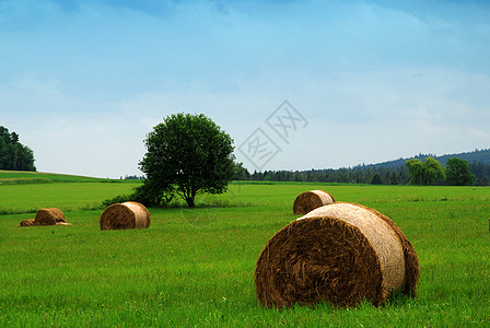 草篮粮食蓝色收成燕麦天空工作生长农场农业麦芽图片