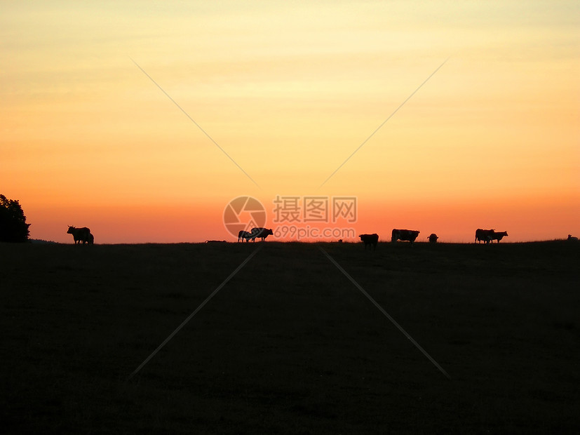 日落时牛天空戏剧性农业橙子动物奶牛国家图片