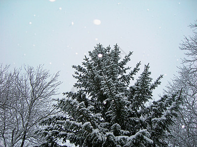 降雪滑雪松树森林白色雪片云杉树木季节性季节图片