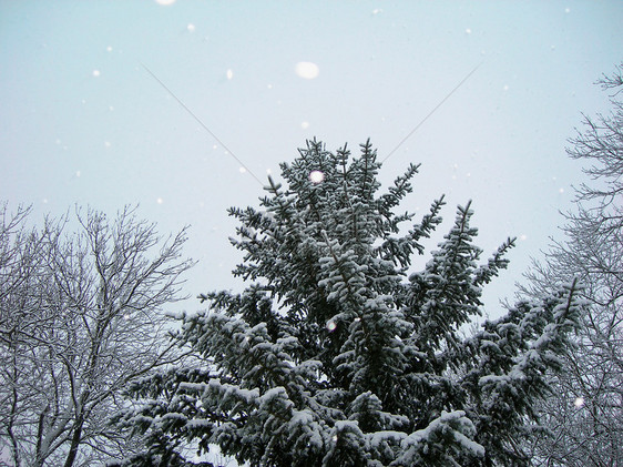 降雪滑雪松树森林白色雪片云杉树木季节性季节图片