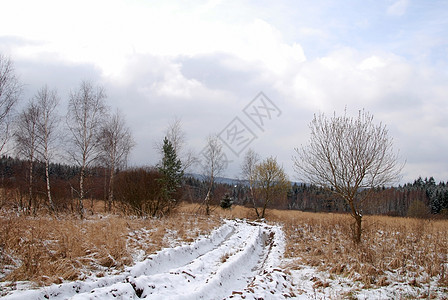 冬季风景森林云杉草地白色季节冻结场地雪片太阳树木图片