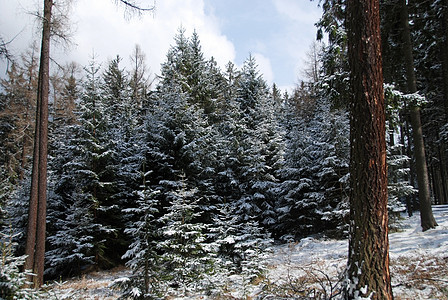 冬季风景雪片云杉森林冻结季节太阳草地松树雾凇树木图片