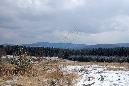 冬季风景白色太阳雾凇场地冻结季节性雪片松树云杉森林图片