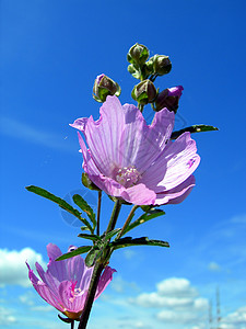 风铃草紫花朵生长花园蓝色场地叶子野花萼片植物学天空环境背景