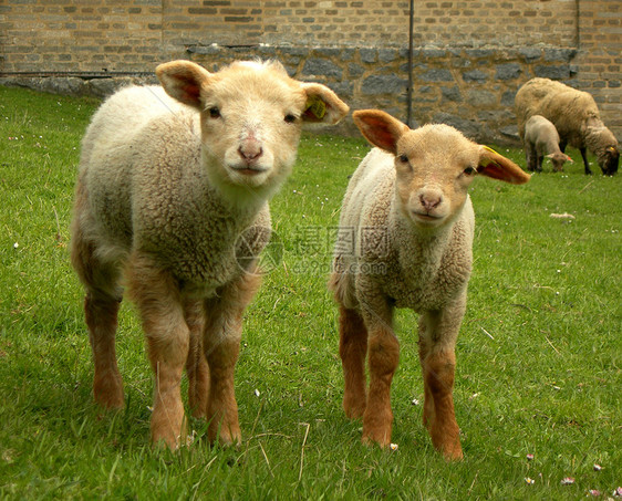 好奇的羊羔农业哺乳动物动物农场耳朵场地草地国家羊毛青年图片