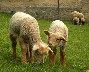 双子羊羔场地农业羊毛耳朵国家双胞胎动物农场哺乳动物婴儿图片