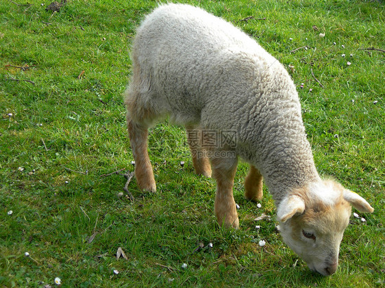 羊羔在草地上羊毛动物农场农业场地青年国家婴儿哺乳动物图片