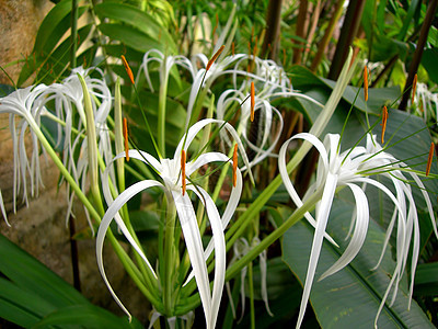 白兰花花粉百合植物园艺白色植物群热带花瓣花园植物学图片