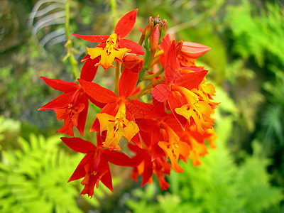 红色兰花百合橙子热带花粉黄色园艺花瓣植物群宏观植物学图片