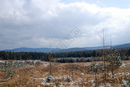 冬季风景雾凇森林松树白色太阳季节性草地树木雪片冻结图片