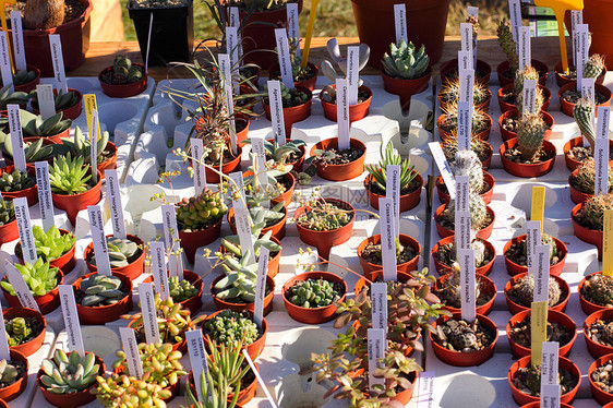 市场上的仙人掌工厂小锅叶子花园植物群园艺团体盆栽草本花盆沙漠植物学图片