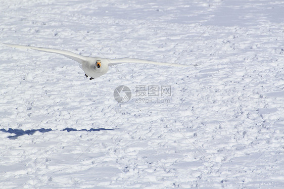 日本冬季的雪田和天鹅冻结灾难天气气候游泳图片