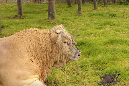 躺在绿草地上的法国沙罗拉公牛戒指棕色乡村哺乳动物绿色农村喇叭牛扒男性家畜图片