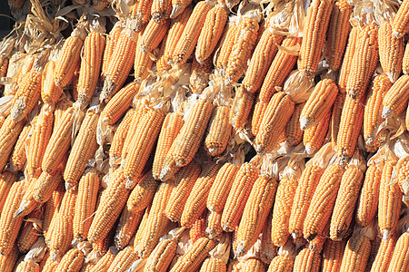 黄黄玉米生产金子农场蔬菜玉米芯黄色食物营养内核图片