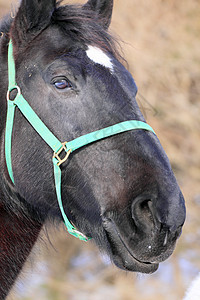 马头眼睛黑色背景图片