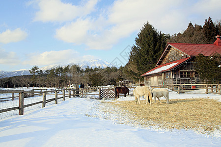 东北农场马和雪地背景