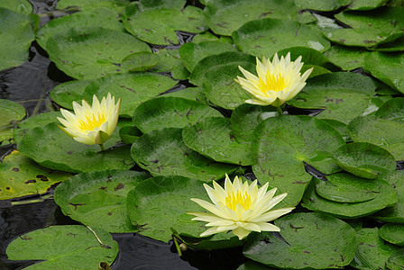 水百里植物叶子花瓣太阳池塘花园荒野百合植物群热带图片