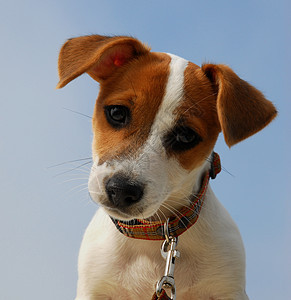 小小狗 胡萝卜白色动物猎狗犬类宠物衣领小狗图片