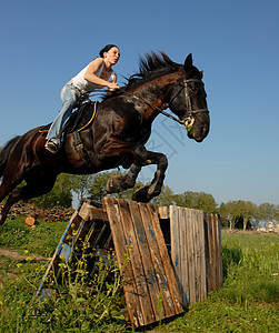 跳马组织宠物头盔动物公民太阳训练骑马社会女孩图片
