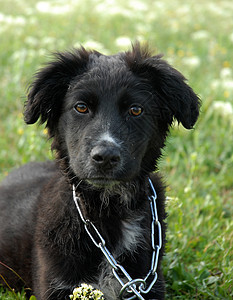 小小狗 collie黑色牧羊犬场地动物婴儿犬类衣领宠物图片