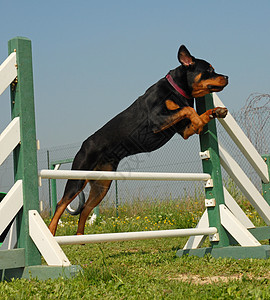 灵活地使用鼠鸟训练蓝色黑色跳跃犬类宠物运动竞赛纳犬天空图片