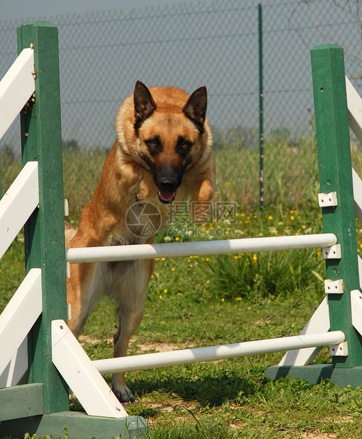 跳跃麦地诺犬类宠物警觉牧羊人锻炼运动棕色训练动物图片