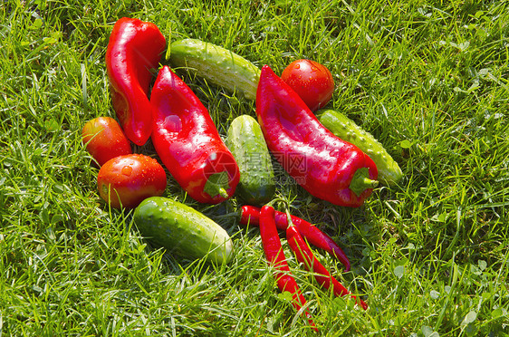 绿色花园草地上的新鲜蔬菜图片