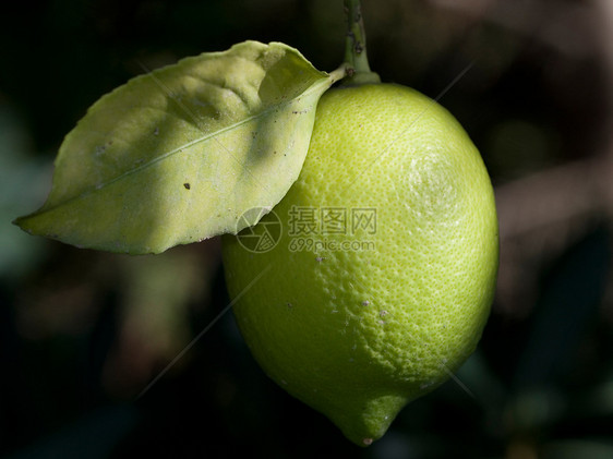 柠檬在树上水果食物黄色绿色果味果汁图片