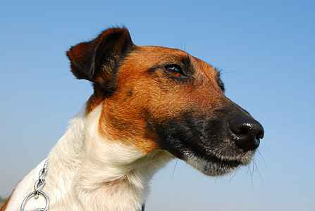 光滑狐熊朋友猎犬天空动物鼻子家庭猎人打猎牙齿蓝色图片