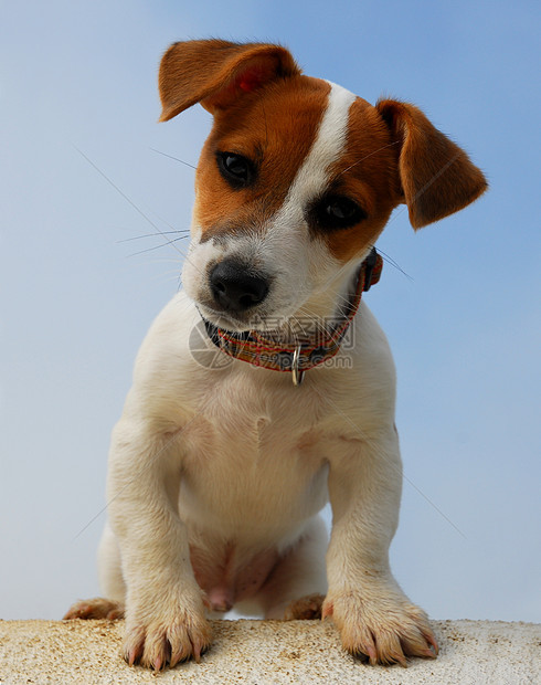 小小狗 胡萝卜犬类宠物猎狗白色衣领小狗动物图片